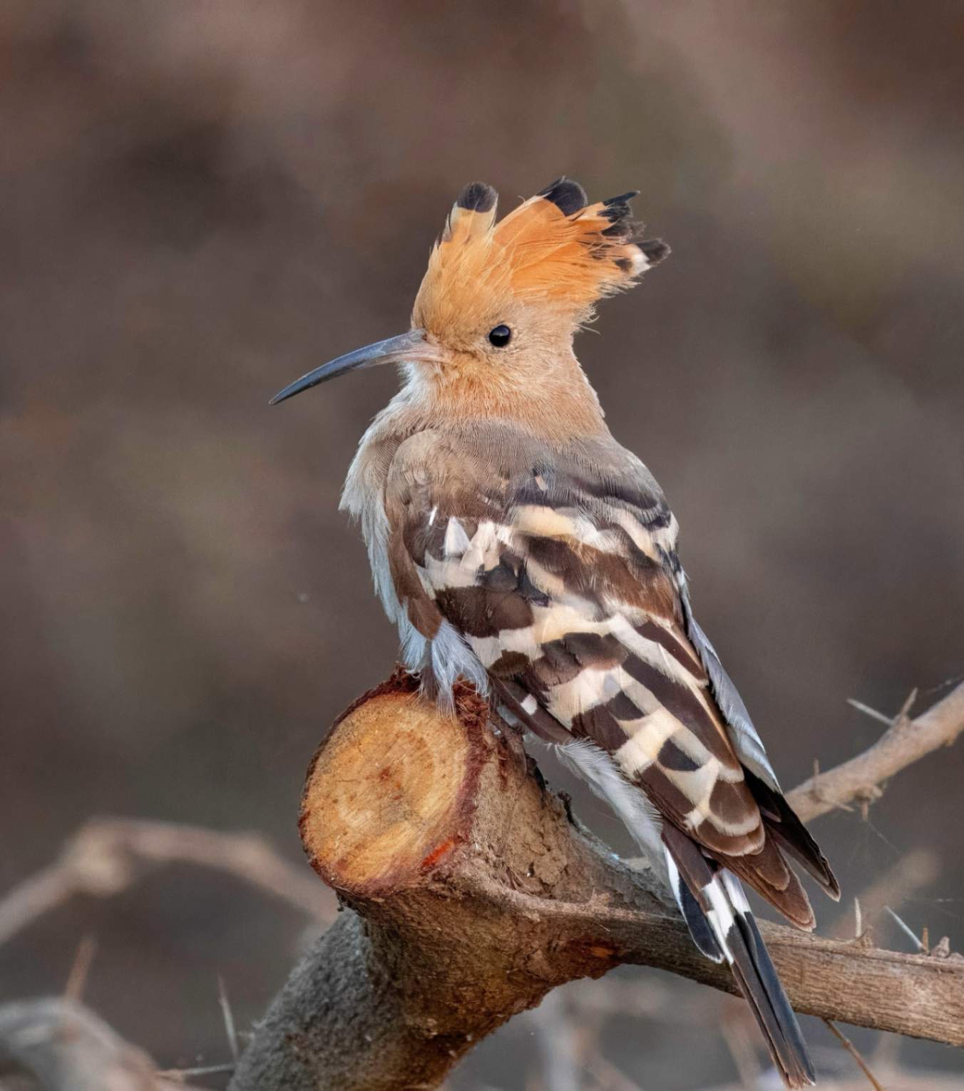 Eurasian hoopoe Bird